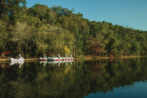 педаль лодки в форме лебедя на озере - wavelet стоковые фото и изображения