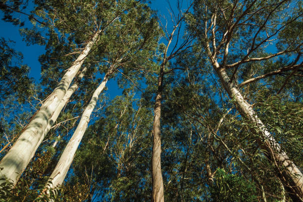 istock Trunks and branches of eucalyptus trees 1193804932