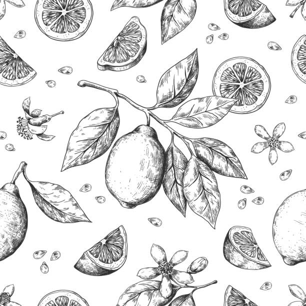 illustrazioni stock, clip art, cartoni animati e icone di tendenza di motivo a limone disegnato a mano. texture vintage senza cuciture per etichetta succo, schizzo agrumato. modello vettoriale di frutta al limone arancione - lemon
