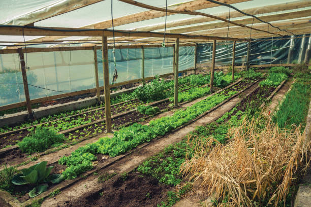 istock Vegetable garden inside a greenhouse 1193807459