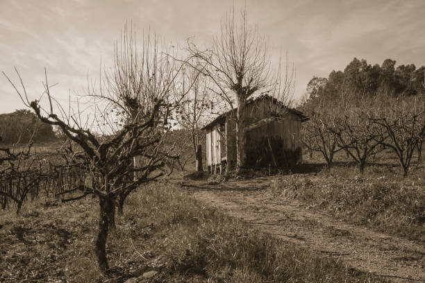 Landscape with a small shabby shack next to leafless plane trees, in a vineyard near Bento Gonçalves. A friendly country town in southern Brazil famous for its wine production. Black and white photo.