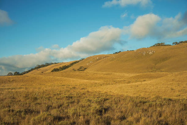 Landscape of rural lowlands called Pampas