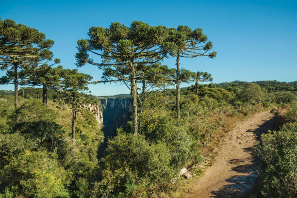 istock Itaimbezinho Canyon with rocky cliffs and forest 1193808883