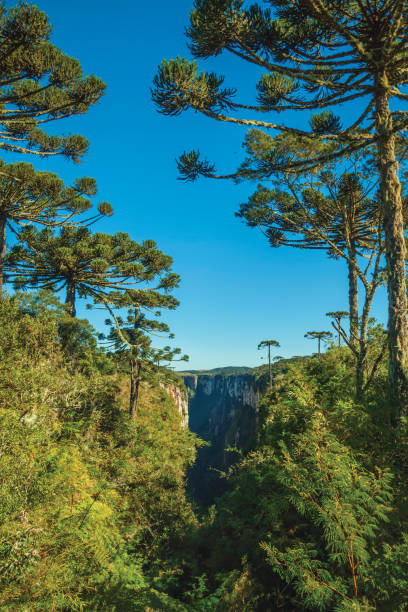 바위 절벽과 숲이 있는 이타이베진호 협곡 - canyon plateau large majestic 뉴스 사진 이미지