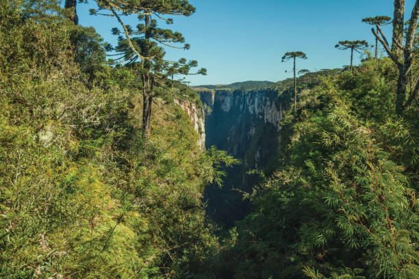 istock Itaimbezinho Canyon with rocky cliffs and forest 1193809641