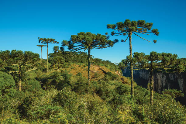 istock Itaimbezinho Canyon with rocky cliffs and forest 1193809692