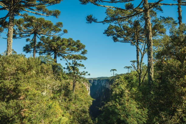 istock Itaimbezinho Canyon with rocky cliffs and forest 1193809813