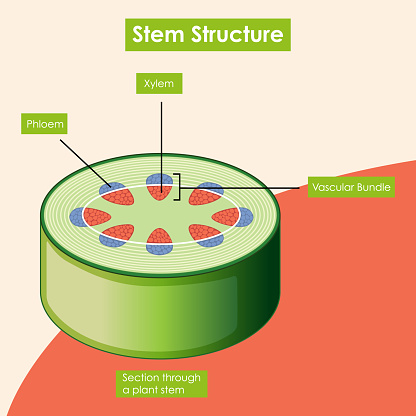 Stem Struture Diagram Showing Stem Structure Stock Illustration - Download Image Now ...