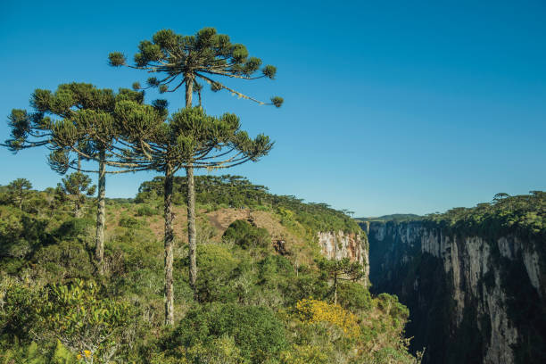 istock Itaimbezinho Canyon with rocky cliffs and forest 1193810807
