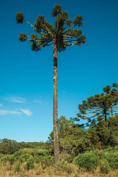 istock Landscape of pine treetops amid lush forest 1193811005
