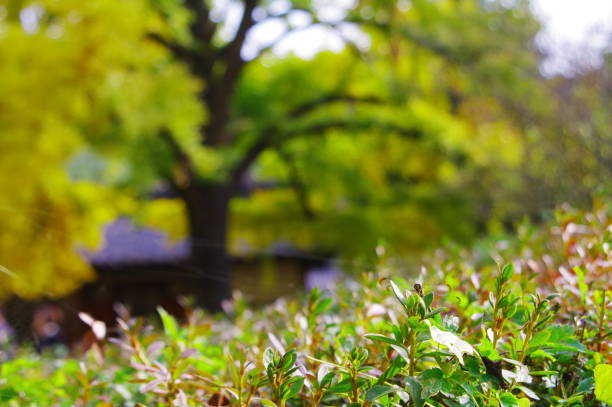 istock Take a look at the park 1193811960