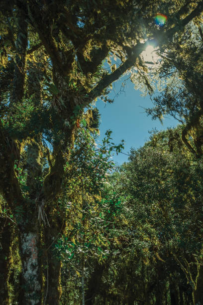 istock Branches with lichen and epiphytes in a forest 1193812846