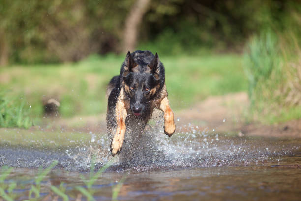 German Shepard dog plays and runs in water - frontal