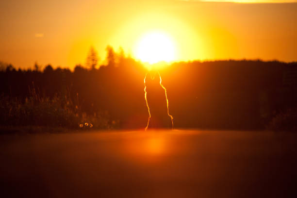 Dog running back to owner after etching the ball, on a field in a Dutch suburb, during a summer sunset.