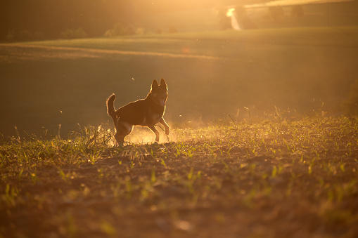 dog in sunset with backlight run free in field