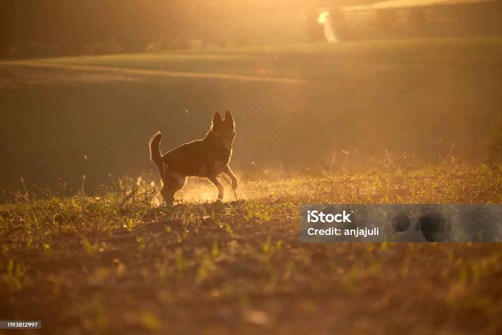 dog in sunset with backlight run free in field Dog Stock Photo