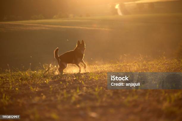 Dog In Sunset With Backlight Run Free In Field Stock Photo - Download Image Now - Dog, Sunset, Agricultural Field