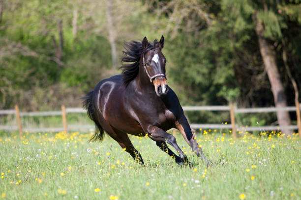 quarter horse run free in meadow frontal view - photography running horizontal horse imagens e fotografias de stock