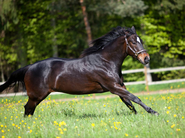 istock Quarter Horse run free in meadow frontal view 1193813050