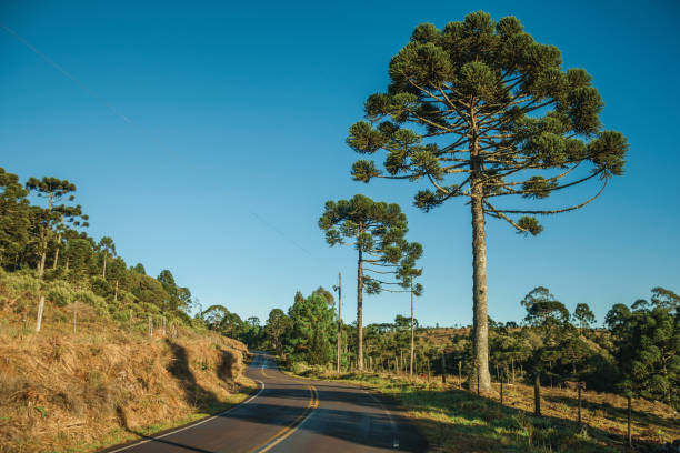 Paved road passing through rural lowlands called Pampas alongside trees and barbed wire fence near Cambara do Sul. A small country town in southern Brazil with amazing natural tourist attractions.
