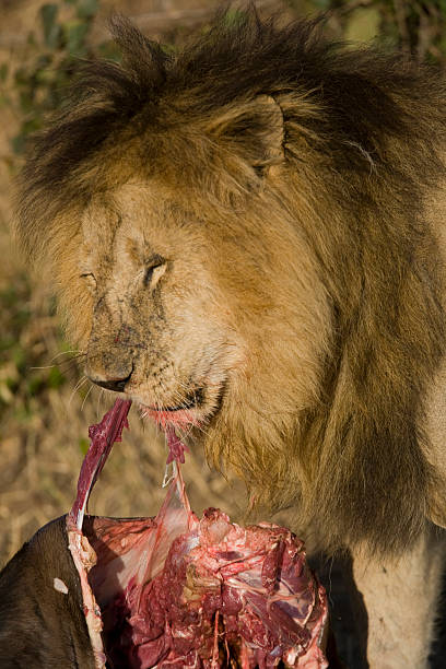 istock Male Lion feeds on a Wildebeest 119381316