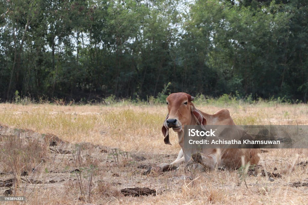 A brown color of cow laying down in the grassland. Agricultural Field Stock Photo