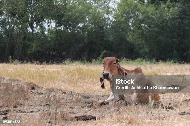 A Brown Color Of Cow Laying Down In The Grassland Stock Photo - Download Image Now - Agricultural Field, Agriculture, Animal