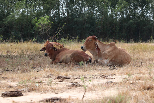 two cows laying down on the brown grassland. - frauenfeld imagens e fotografias de stock