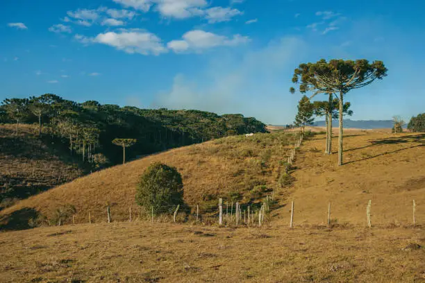 Photo of Landscape of rural lowlands called Pampas