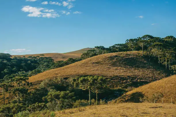 Landscape of rural lowlands called Pampas with green groves and dry bushes covering the hills near Cambara do Sul. A small country town in southern Brazil with amazing natural tourist attractions.