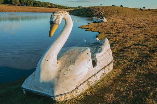 Pedal boat made of fiberglass in the shape of swan on the edge of small lake at sunset, in a farm near Cambara do Sul. A small rural town in southern Brazil with amazing natural tourist attractions.