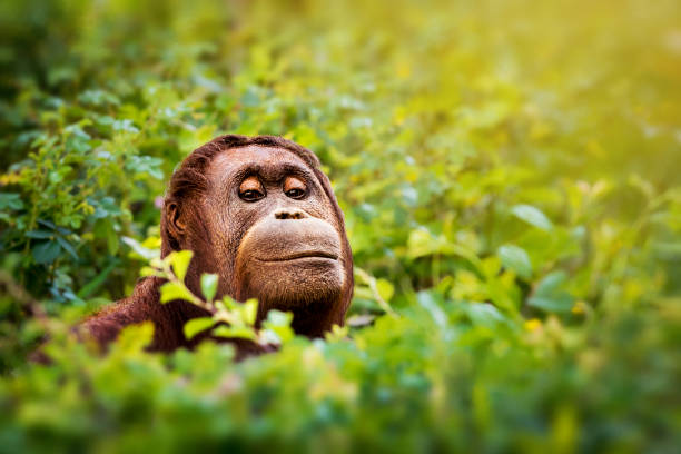 Close-up of female orangutan peeking out from dense vegetation.