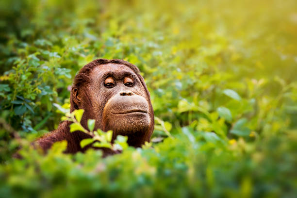 Peeking orangutan portrait Close-up of female orangutan peeking out from dense vegetation. great ape photos stock pictures, royalty-free photos & images