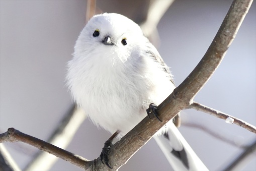 Cute Wild Birds Inhabiting Hokkaido Stock Photo - Download Image Now - Long-tailed Tit, Winter, Japan - iStock