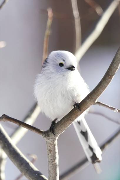 istock Cute wild birds inhabiting Hokkaido 1193818428