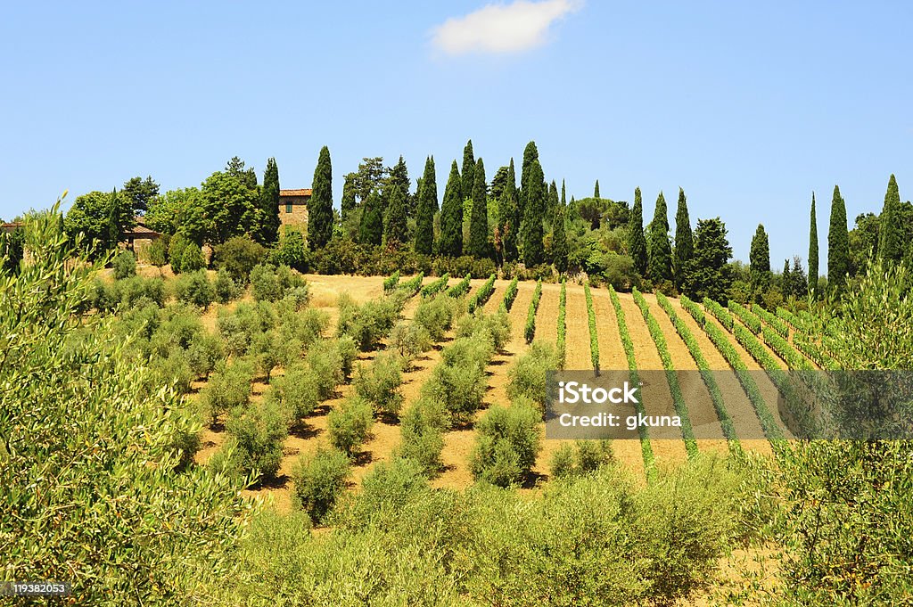 Collines de la Toscane - Photo de Agriculture libre de droits