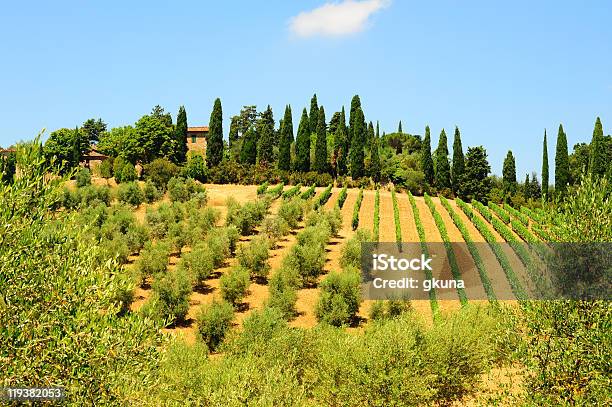 Photo libre de droit de Collines De La Toscane banque d'images et plus d'images libres de droit de Agriculture - Agriculture, Arbre, Beauté de la nature