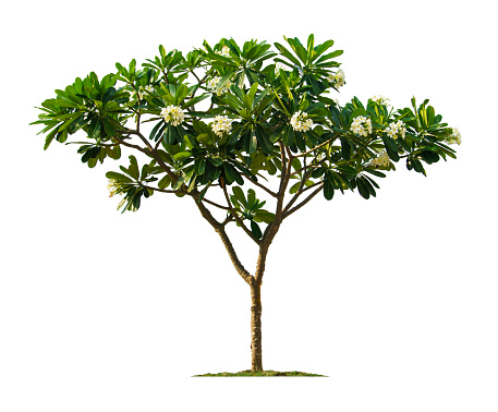 Plumeria tree isolated on white background with clipping paths for garden design.Tropical trees popularly used to decorate the garden outside the building.
