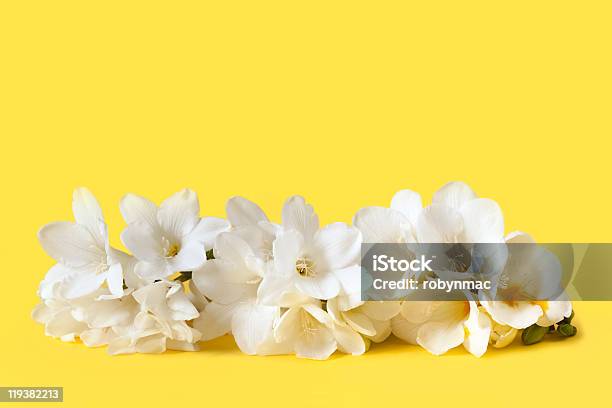 Biały Freesias - zdjęcia stockowe i więcej obrazów Barwne tło - Barwne tło, Bez ludzi, Biały