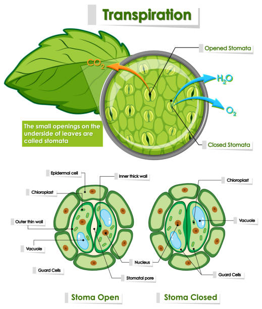 diagramm mit details der pflanzenzelle - stomata stock-grafiken, -clipart, -cartoons und -symbole