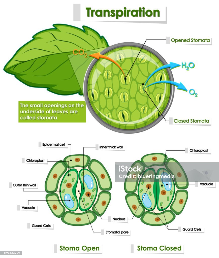 Sơ Đồ Hiển Thị Chi Tiết Của Tế Bào Thực Vật Hình minh họa Sẵn có ...