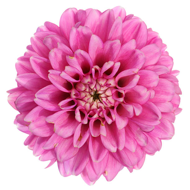 istock Purple dahlia 119382450