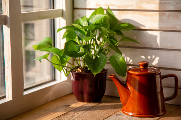 istock flower pot and teapot beside window 1193826190