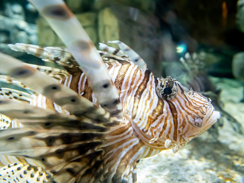 Close-up view of a lion fish. The tropical fish has stripes and is venomous. Image taken in a home aquarium setting. Subject is brightly lit.
