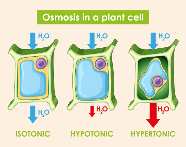 Diagram Showing Osmosis In Plant Cell Stock Illustration - Download Image  Now - Hypotonic Solution, Art, Backgrounds - iStock