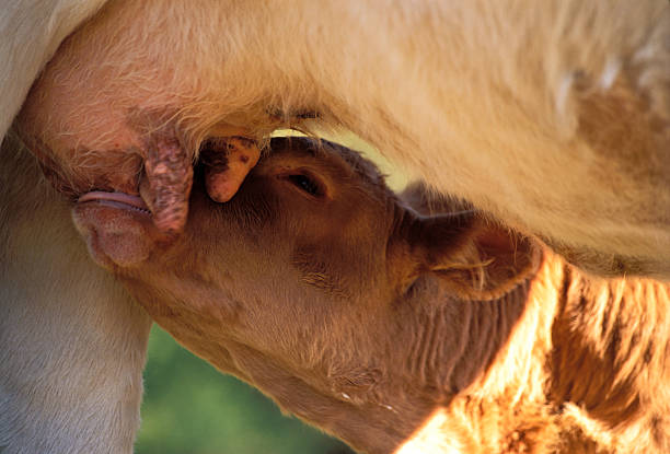 istock Mother cow and suckling calf 119382804