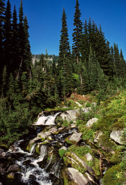 istock Mt Rainier National Park- Mountain Stream-1983 1193828905