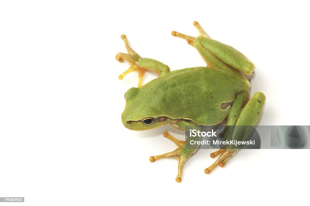 Hyla (Hyla arborea - Foto de stock de Amarelo royalty-free