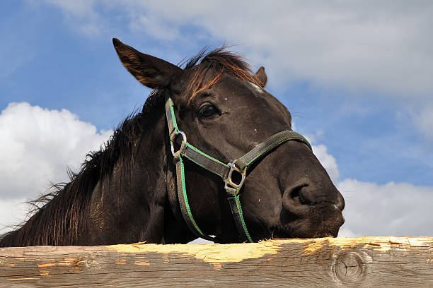 istock purebred horse against sky 119382941