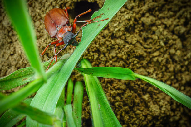это титан жук или жук титана или longhorned жуков, жук, который разрушает корень миок фермера в таиланде, но он может быть съеден в качестве пищи - жук олень фотографии стоковые фото и изображения